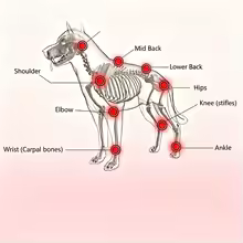 Nova Red Light Therapy Belt