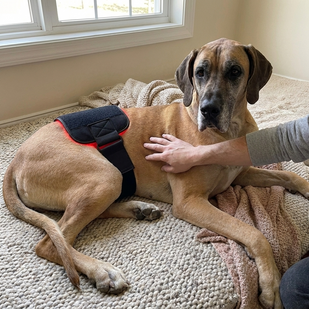 Drug-Free, Vet-Alongside Care