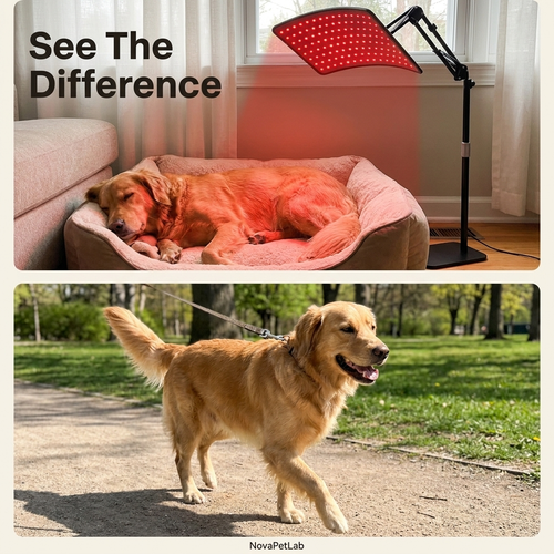 Nova Red Light Therapy Lamp