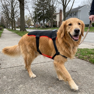Nova Red Light Therapy Walking Vest
